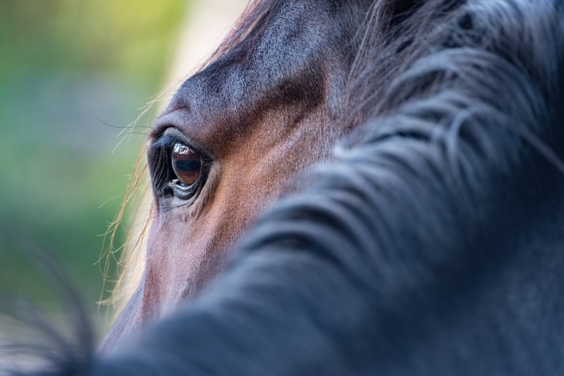 Geval van Equiene Infectieuze Anemie / Provincie Limburg / België